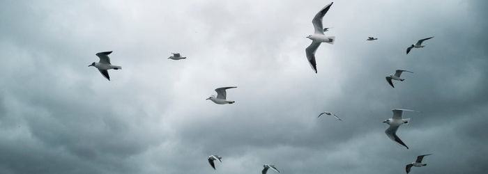 Fliegende Möwen unter grauen Wolken